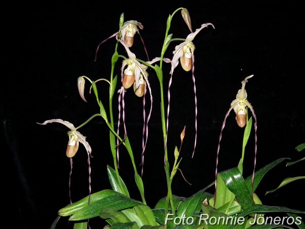 Phragmipedium grande